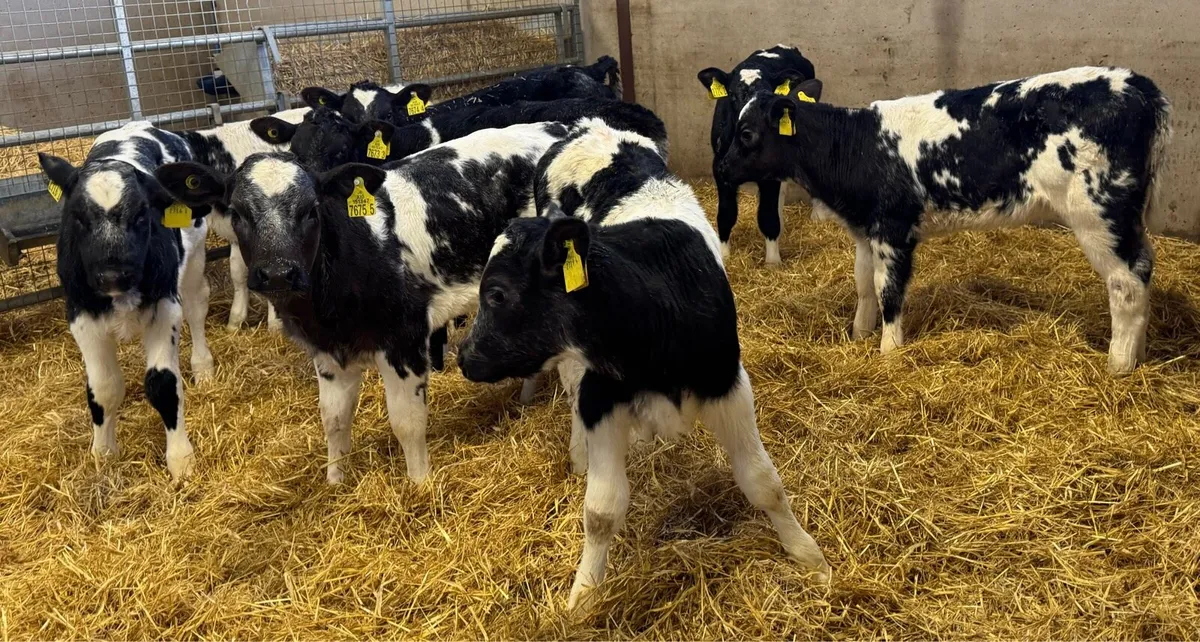 BB Heifers - Image 1