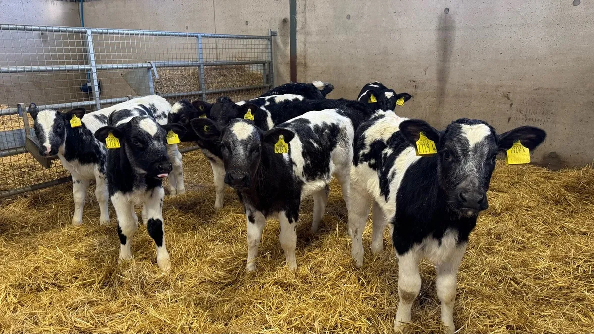 BB Heifers - Image 2