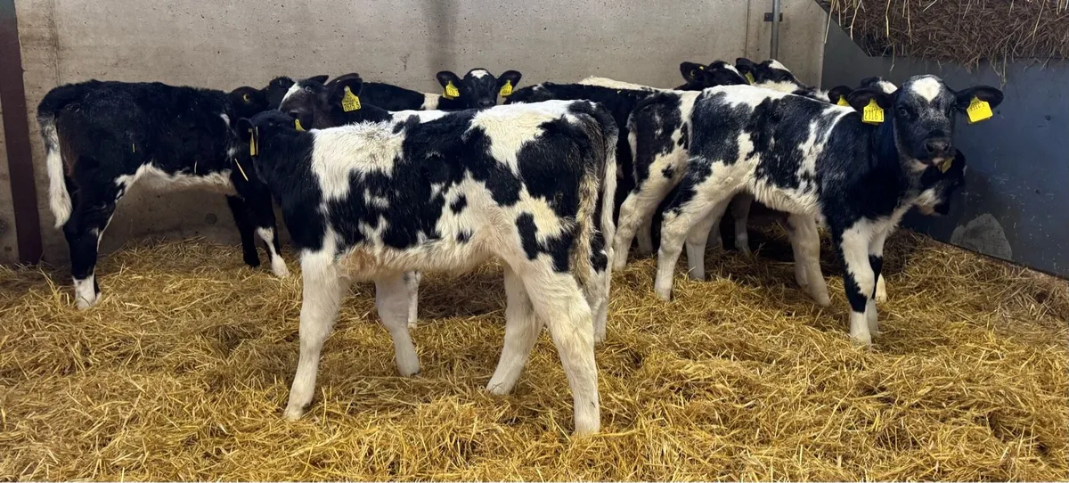 BB Heifers - Image 3