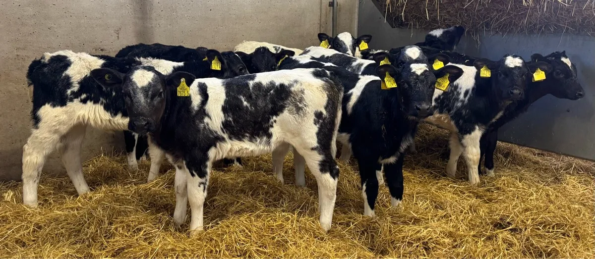 BB Heifers - Image 4