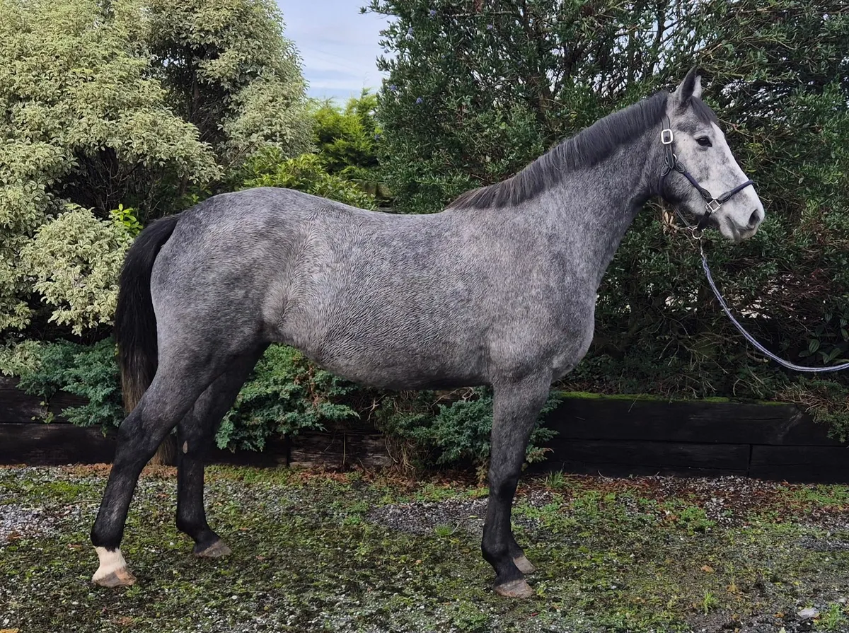 Young Carrabawn 4yr old filly for sale - Image 1