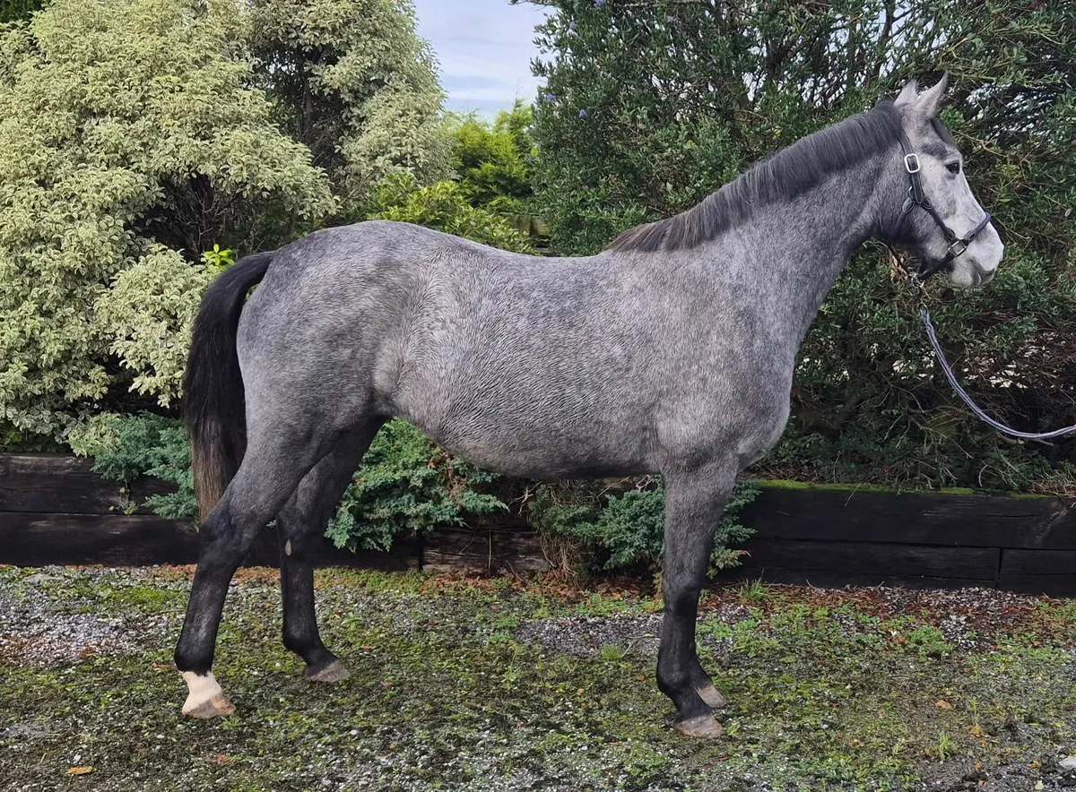 Young Carrabawn 4yr old filly for sale - Image 3