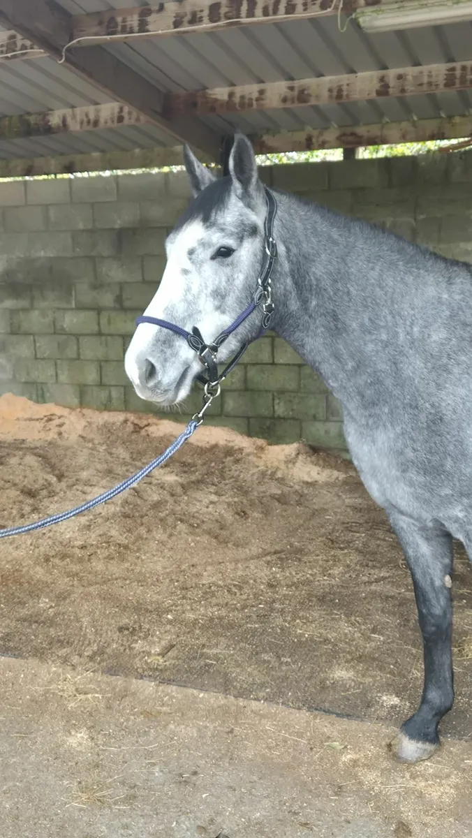 Young Carrabawn 4yr old filly for sale - Image 4