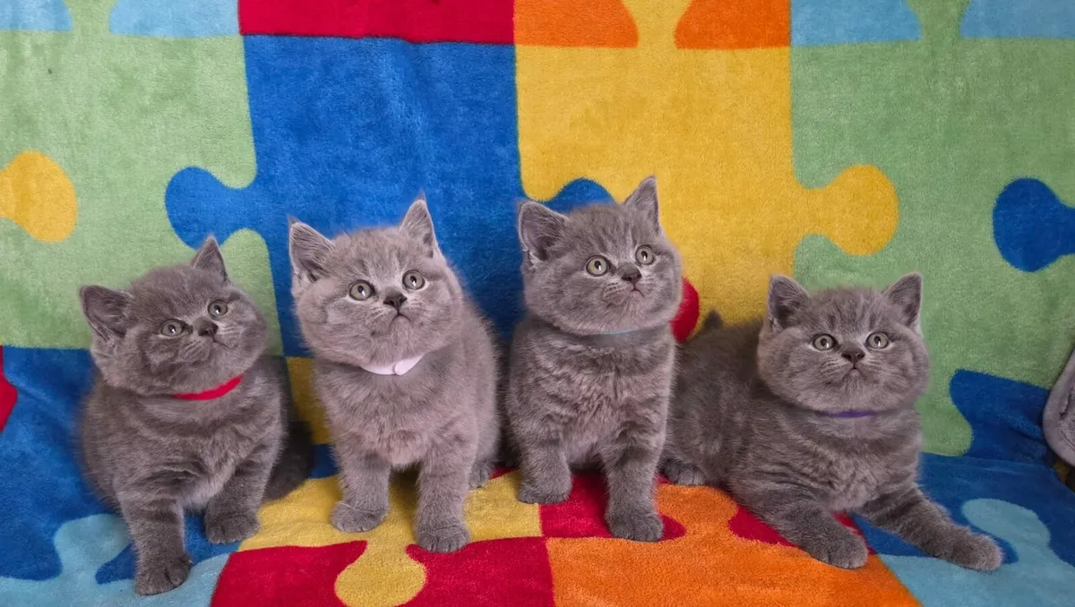 Kittens - Image 1