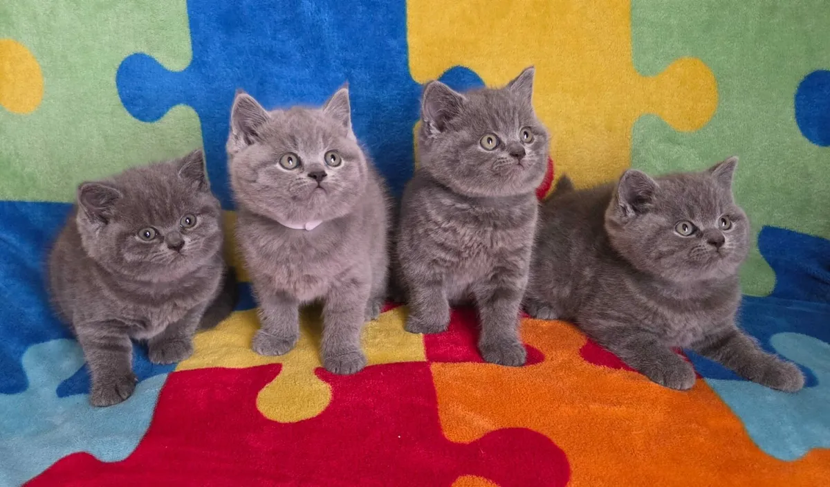 Kittens - Image 2