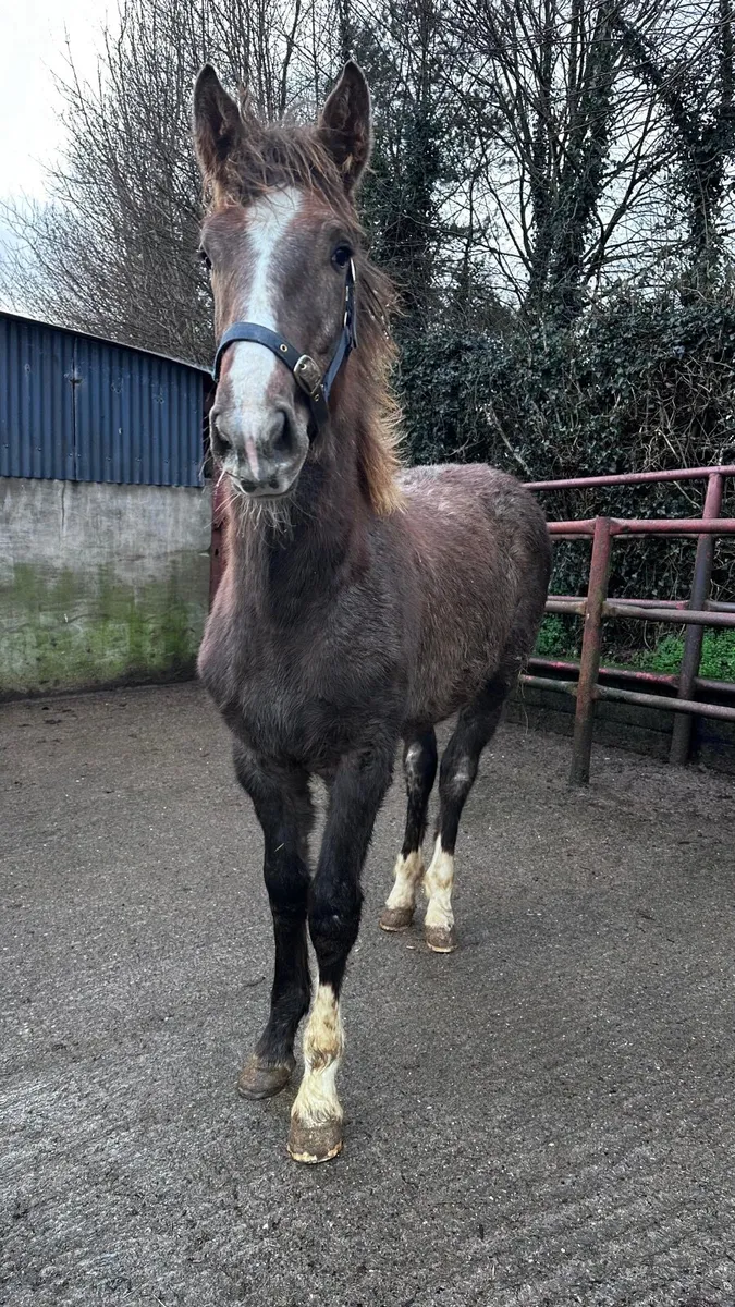 Irish draught filly foal - Image 4