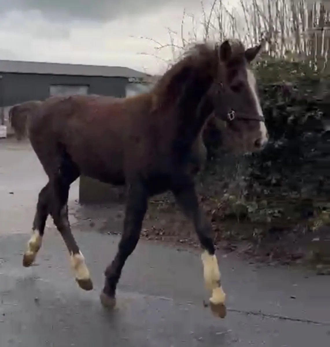 Irish draught filly foal - Image 1