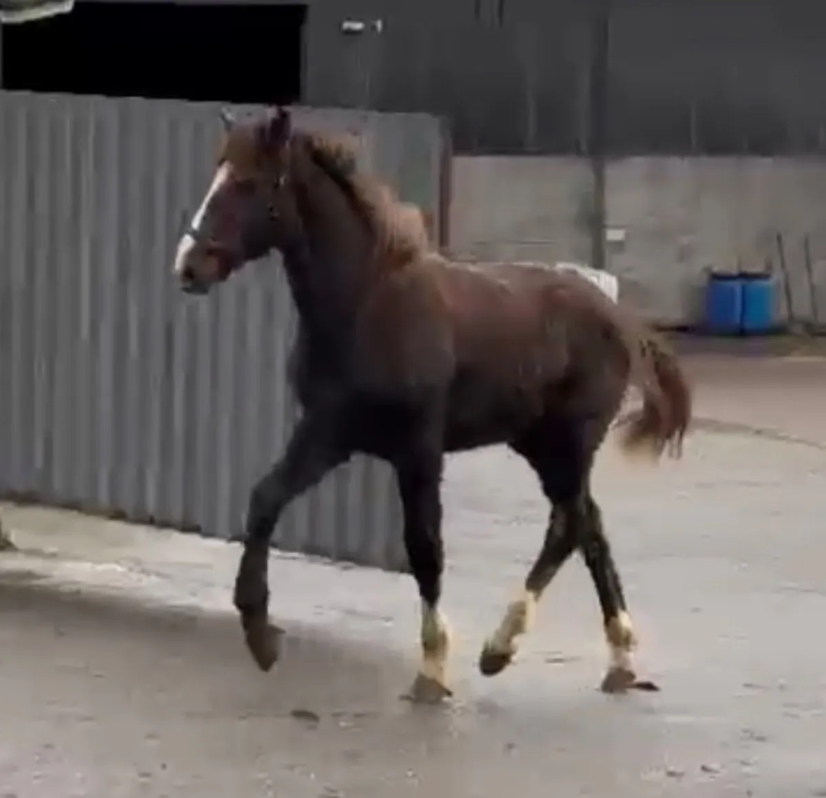 Irish draught filly foal - Image 2