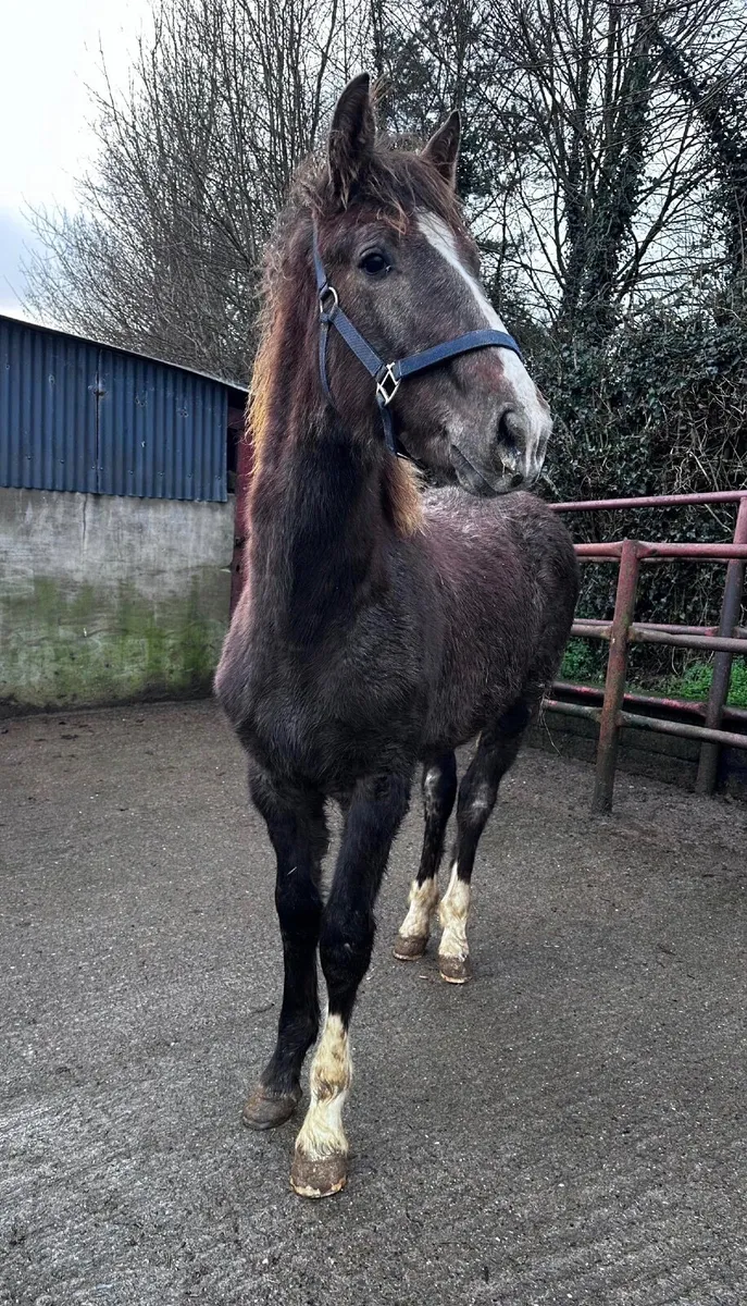 Irish draught filly foal - Image 3
