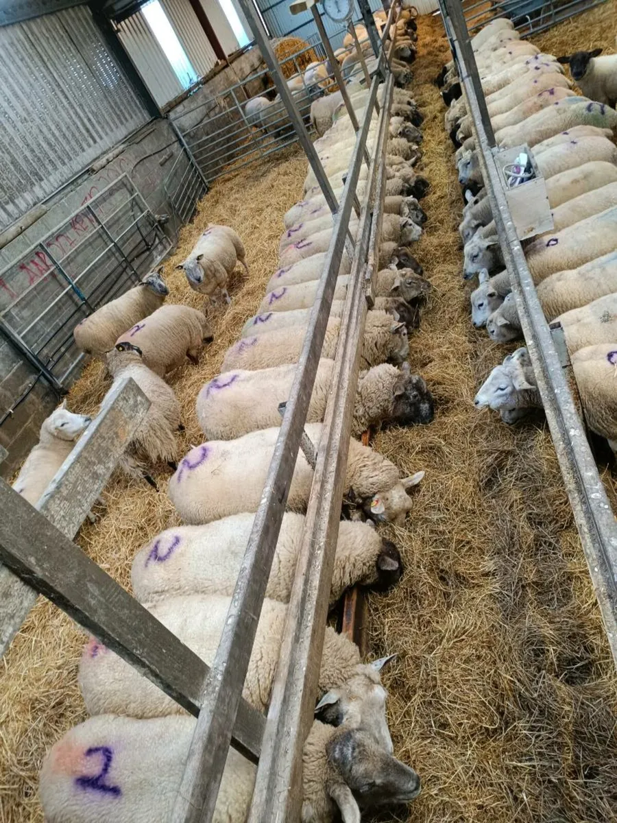 Ewes in lamb - Image 2