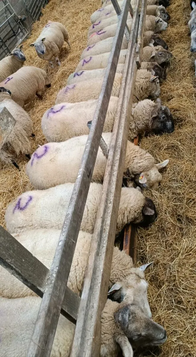 Ewes in lamb - Image 3