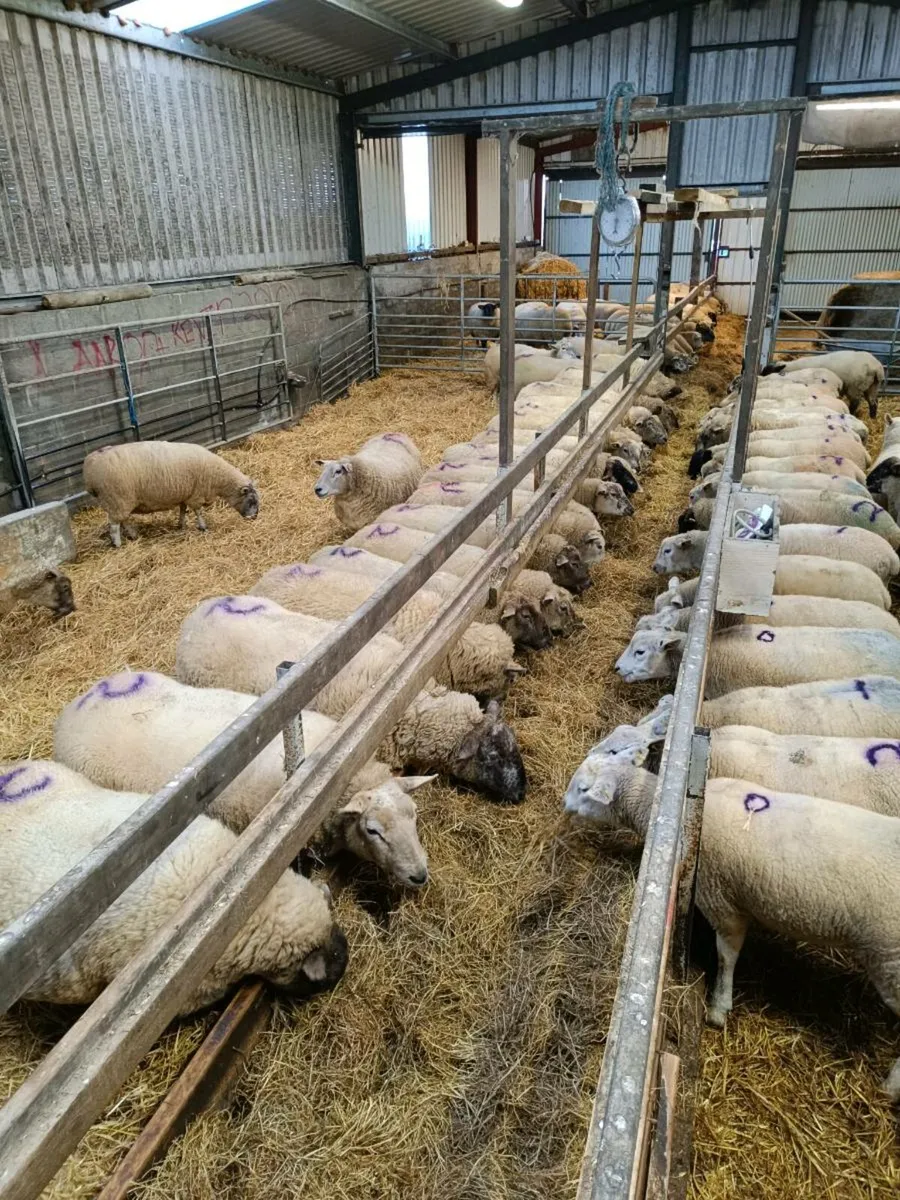 Ewes in lamb - Image 4