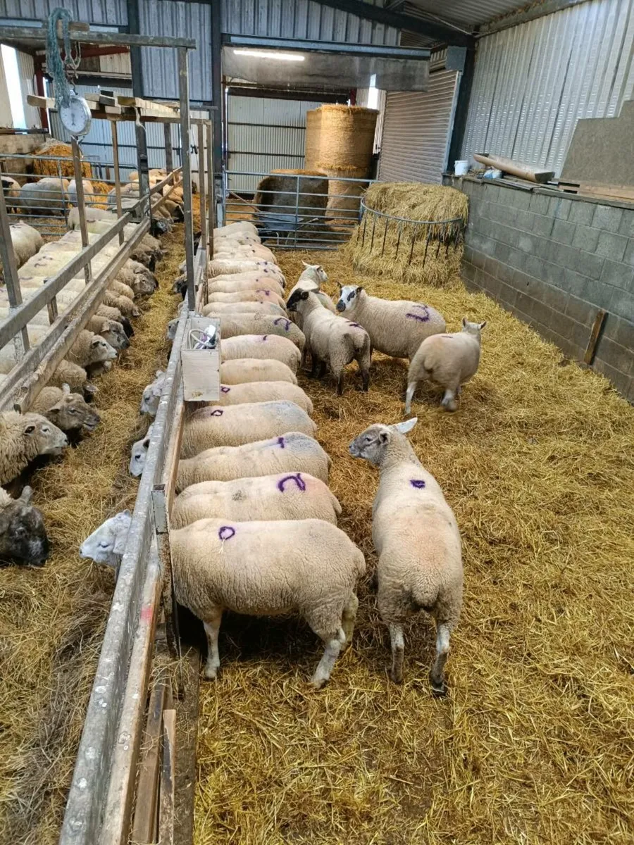 Ewes in lamb - Image 1