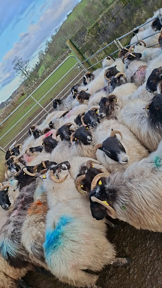 50 horned ewes with ram - Image 1