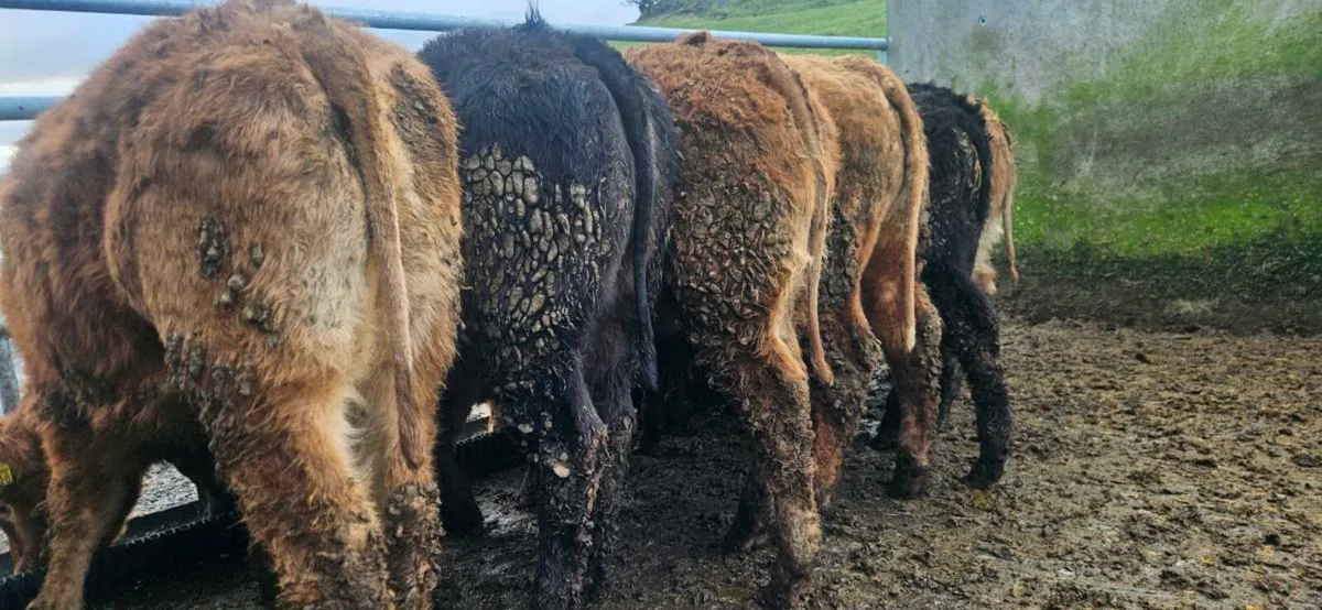 8 Suckler Bred  heifers. - Image 2