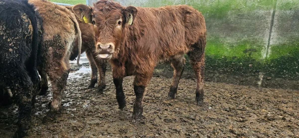 8 Suckler Bred  heifers. - Image 3