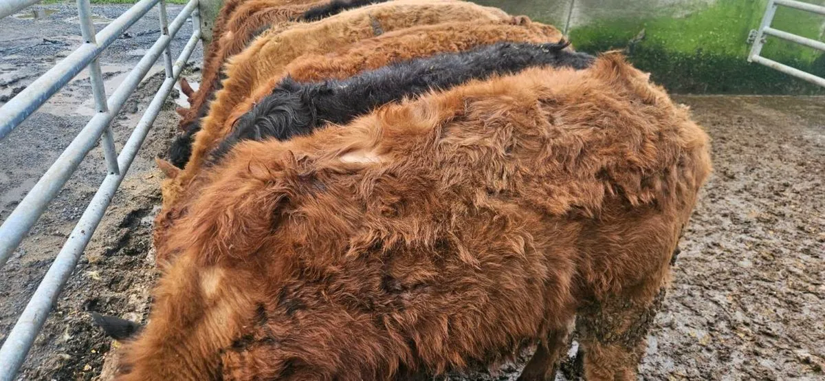 8 Suckler Bred  heifers. - Image 4