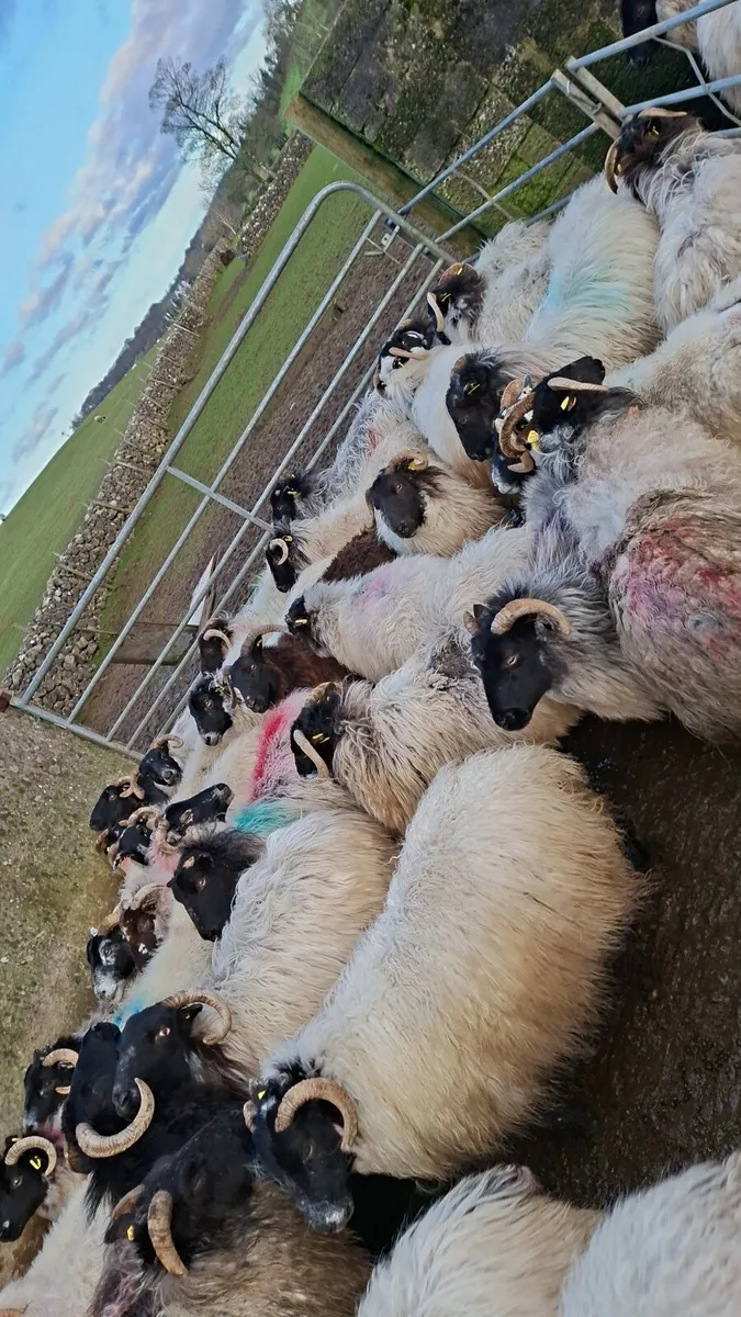 50 horned ewes with ram - Image 2