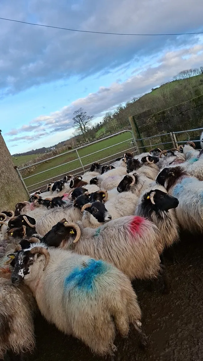50 horned ewes with ram - Image 3