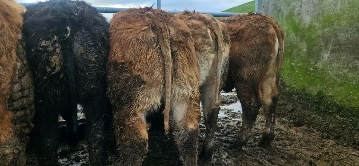 8 Suckler Bred  heifers. - Image 1