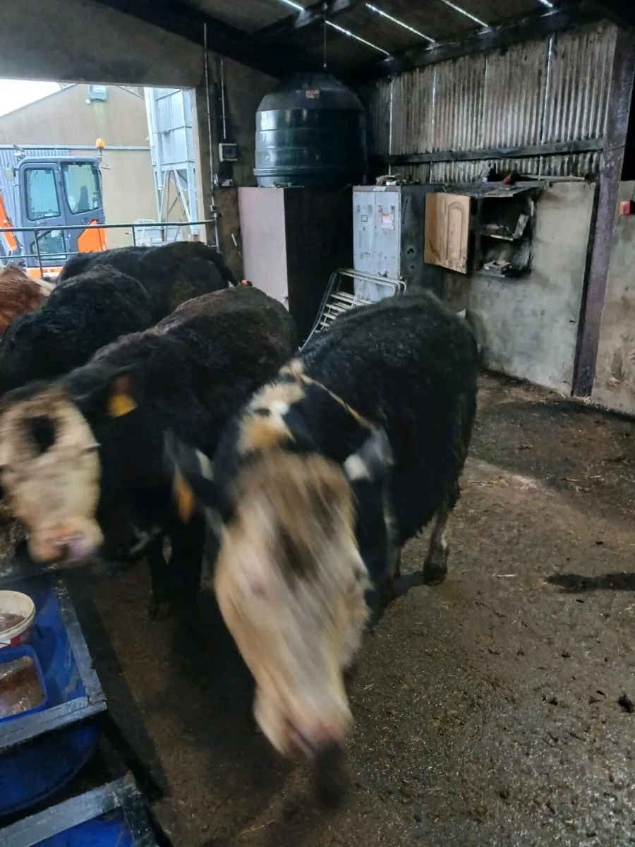 7 super springing heifers - Image 3