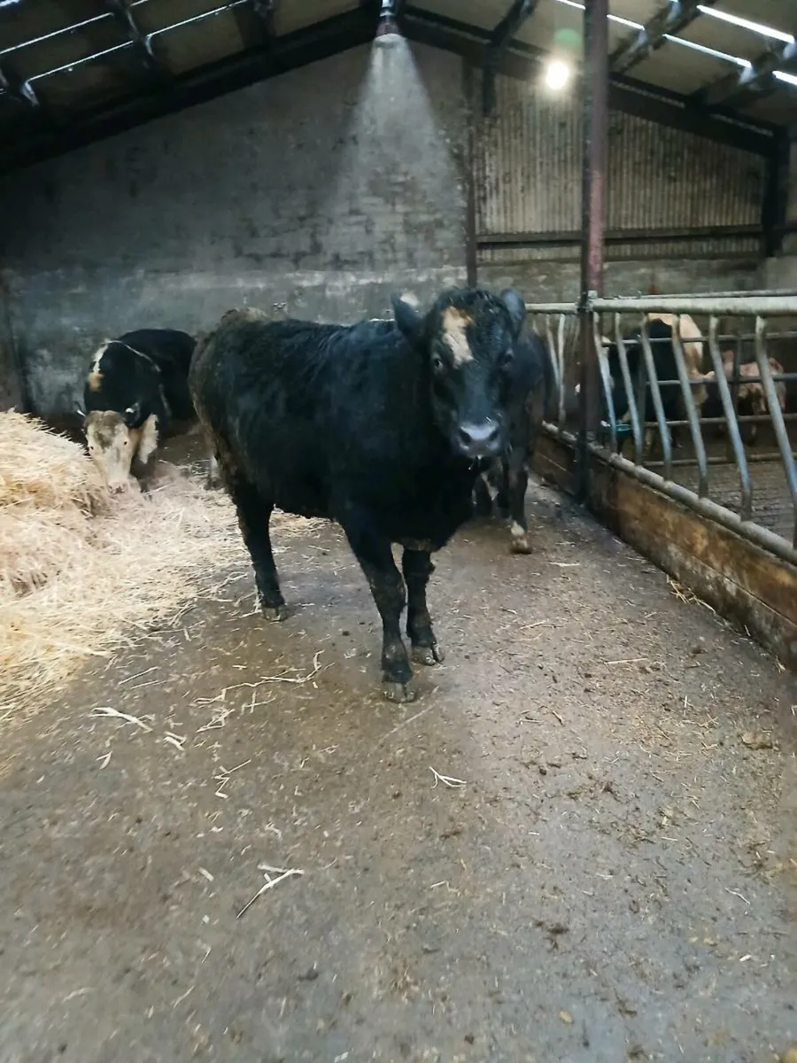 7 super springing heifers - Image 1