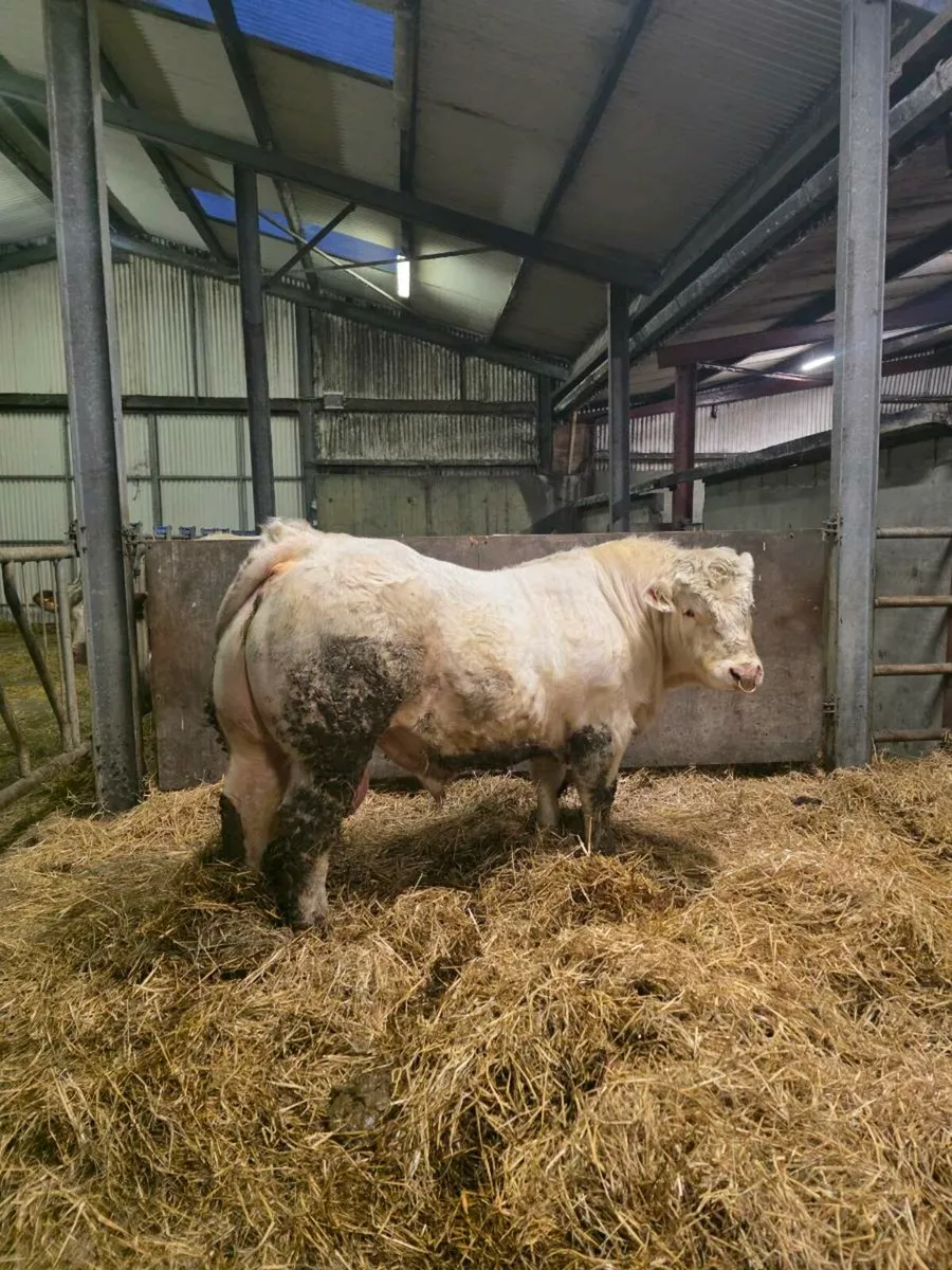 ⭐️⭐️Charlaois Bull ⭐️⭐️ - Image 1