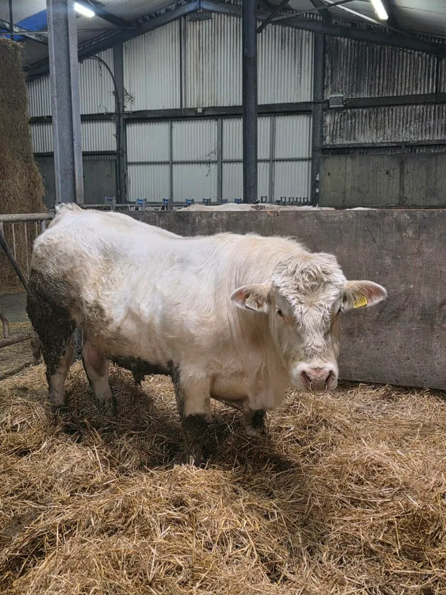 ⭐️⭐️Charlaois Bull ⭐️⭐️ - Image 2