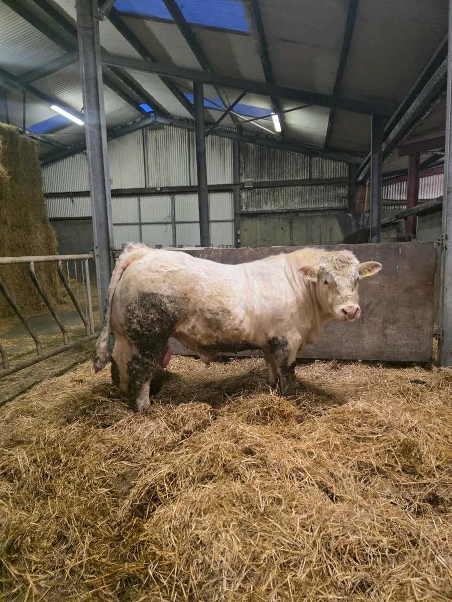 ⭐️⭐️Charlaois Bull ⭐️⭐️ - Image 3