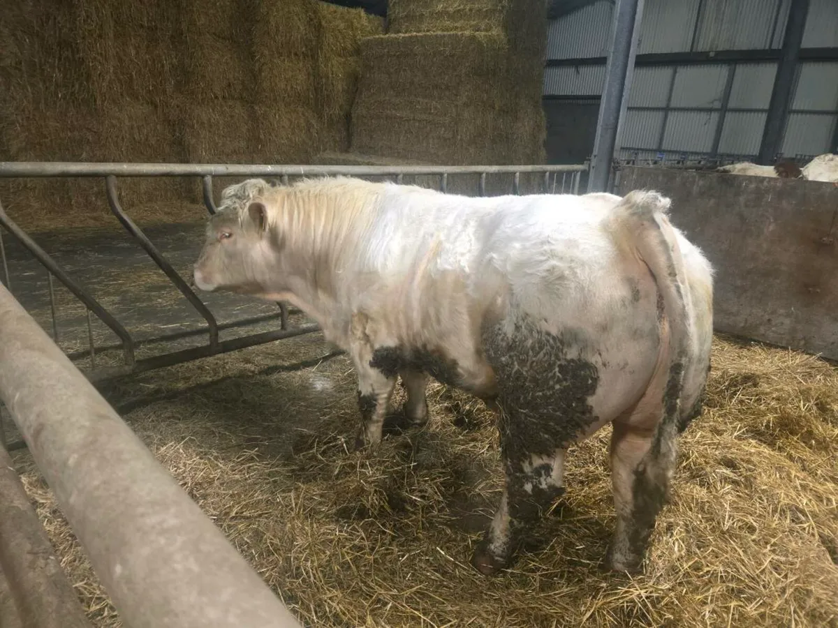 ⭐️⭐️Charlaois Bull ⭐️⭐️ - Image 4