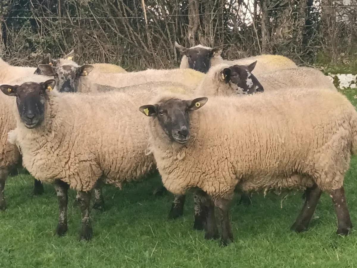 21 BORRIS TYPE INLAMB EWES - Image 1