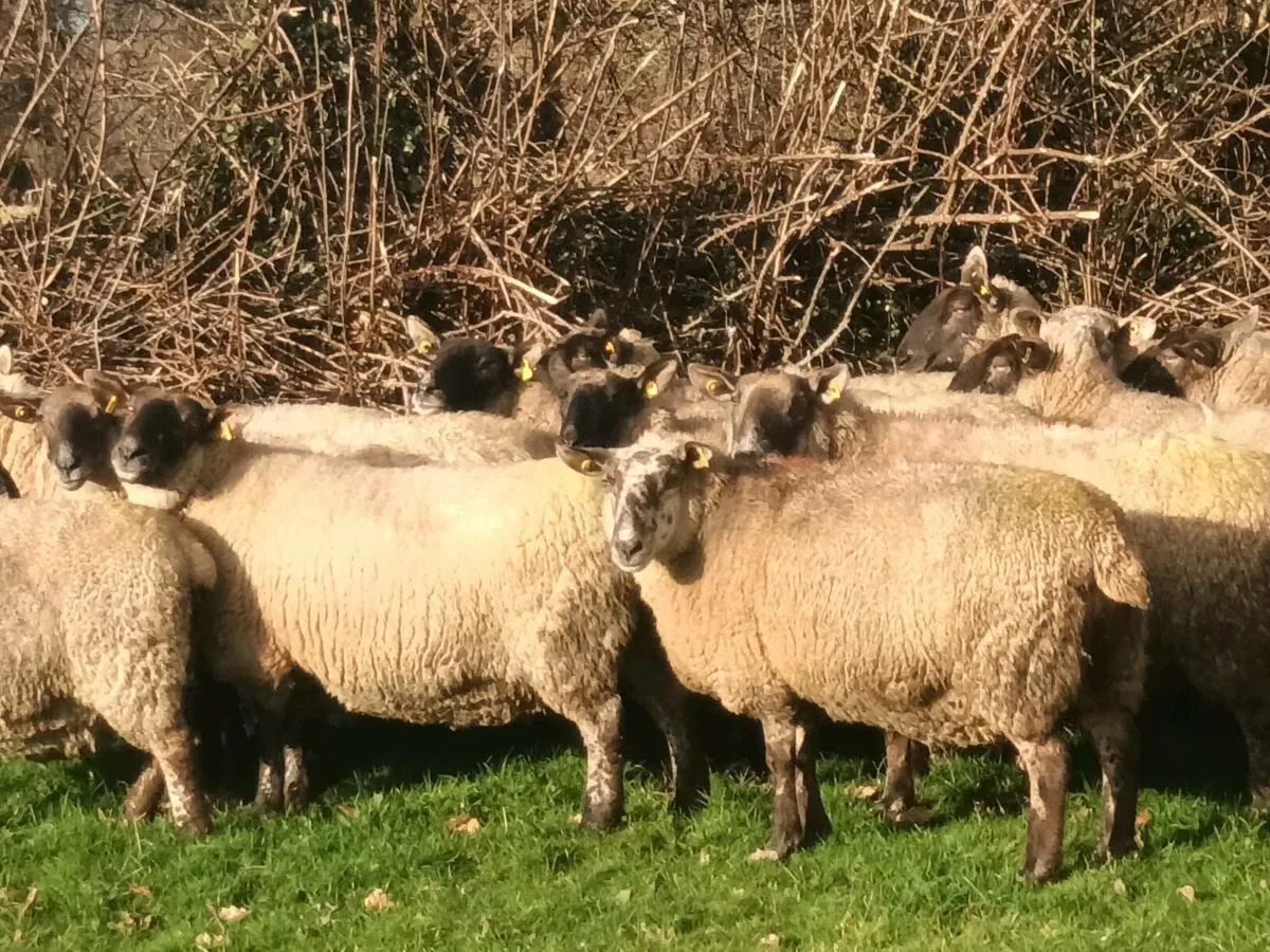 21 BORRIS TYPE INLAMB EWES - Image 2