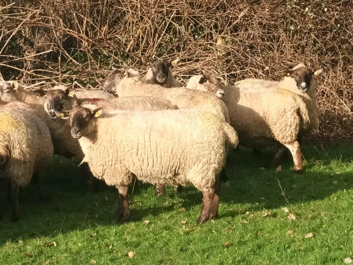 21 BORRIS TYPE INLAMB EWES - Image 4