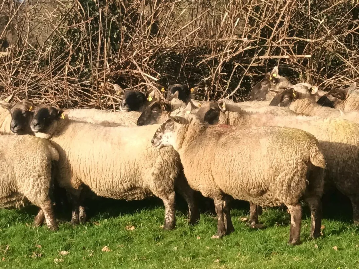 21 BORRIS TYPE INLAMB EWES - Image 3