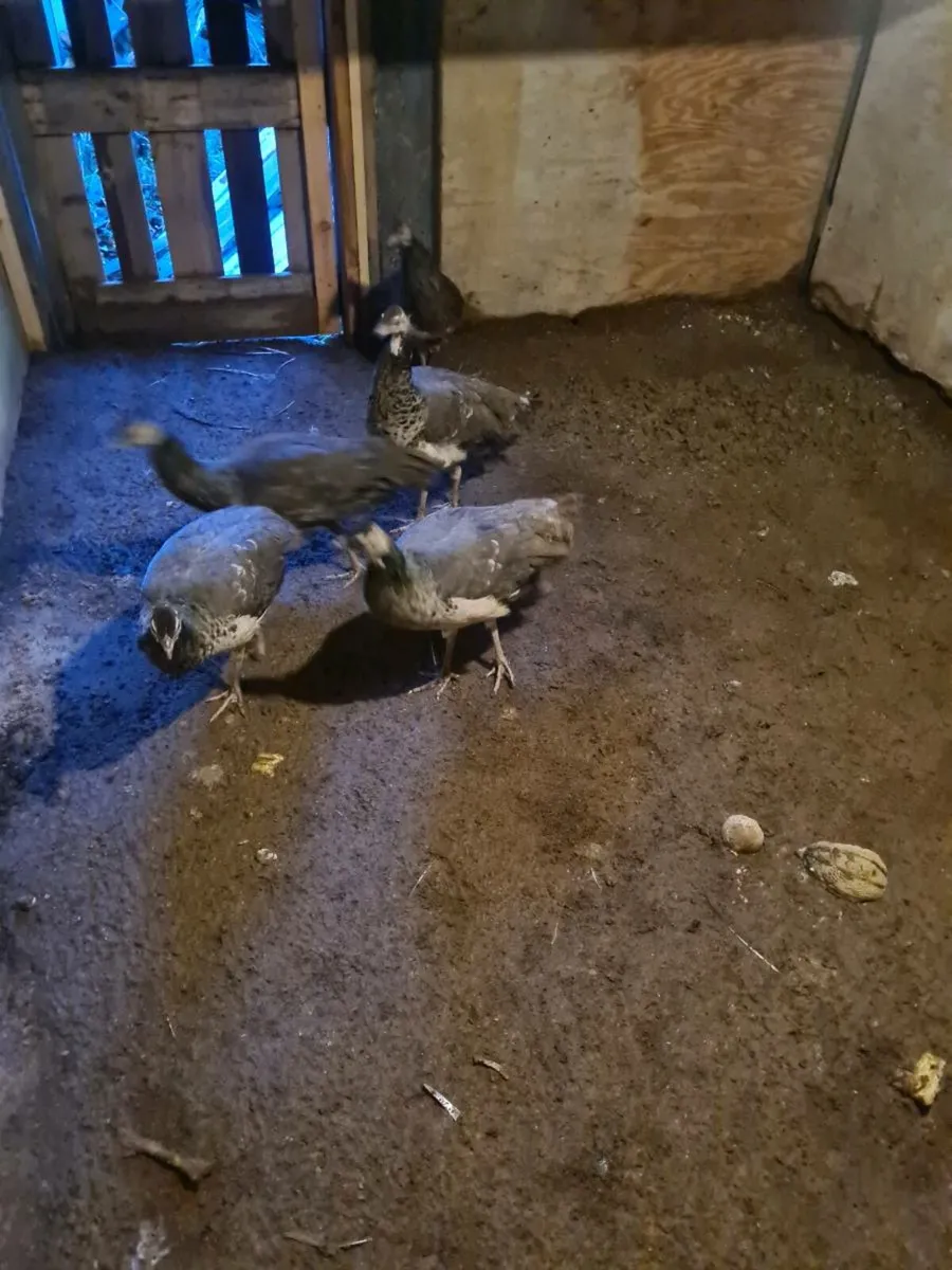 Peacocks  peahen - Image 3