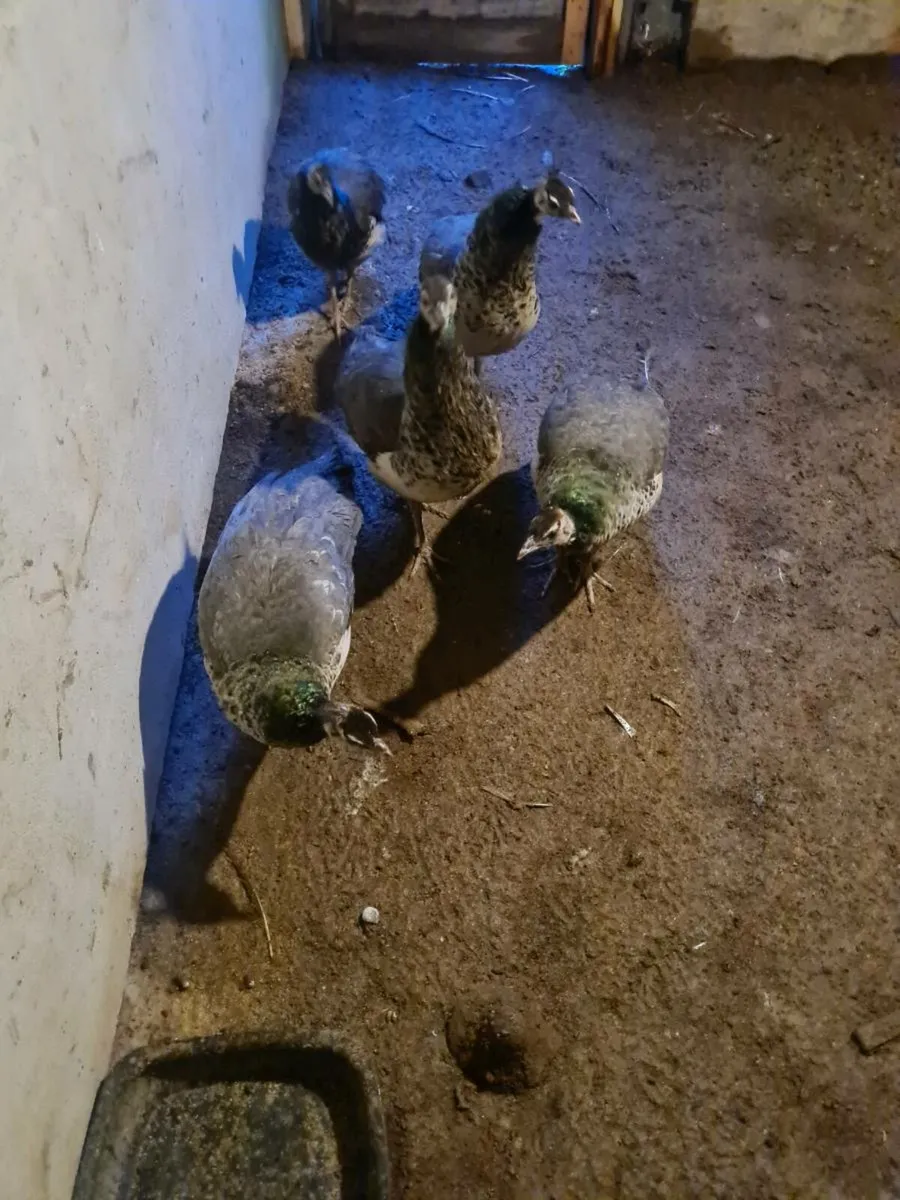 Peacocks  peahen - Image 1