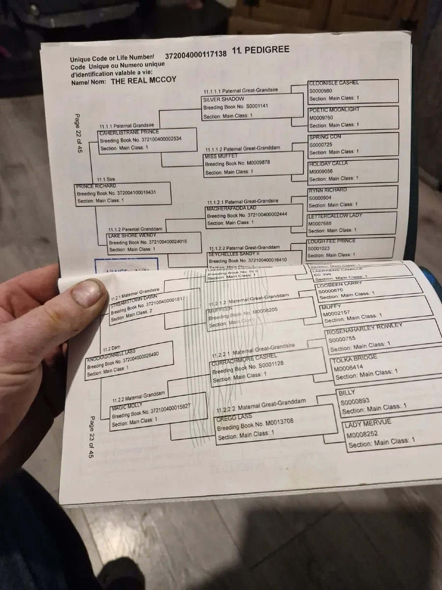 Connemara Pony - Image 2