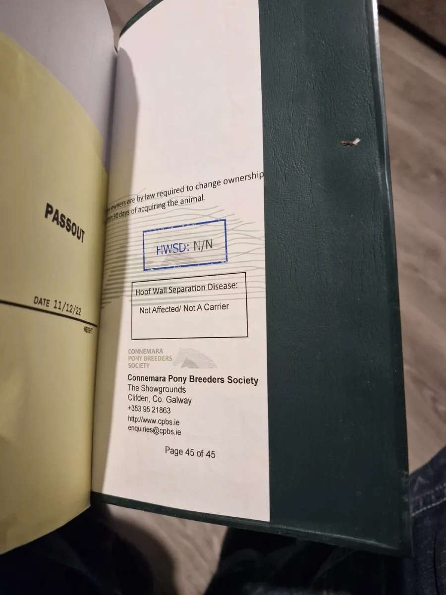 Connemara Pony - Image 3