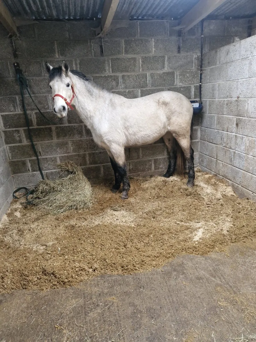 Connemara Pony - Image 1