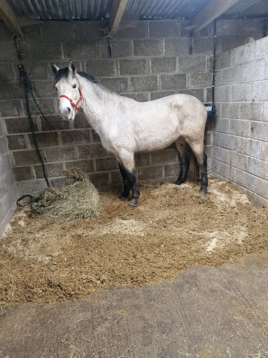 Connemara Pony - Image 4