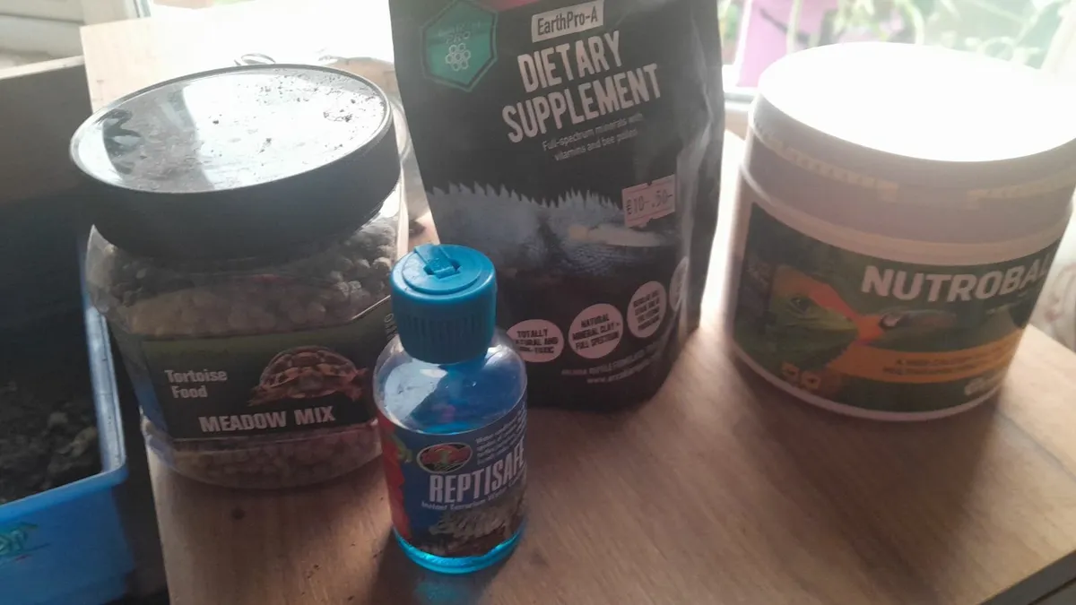 Russian/Horsefield Tortises - Image 4