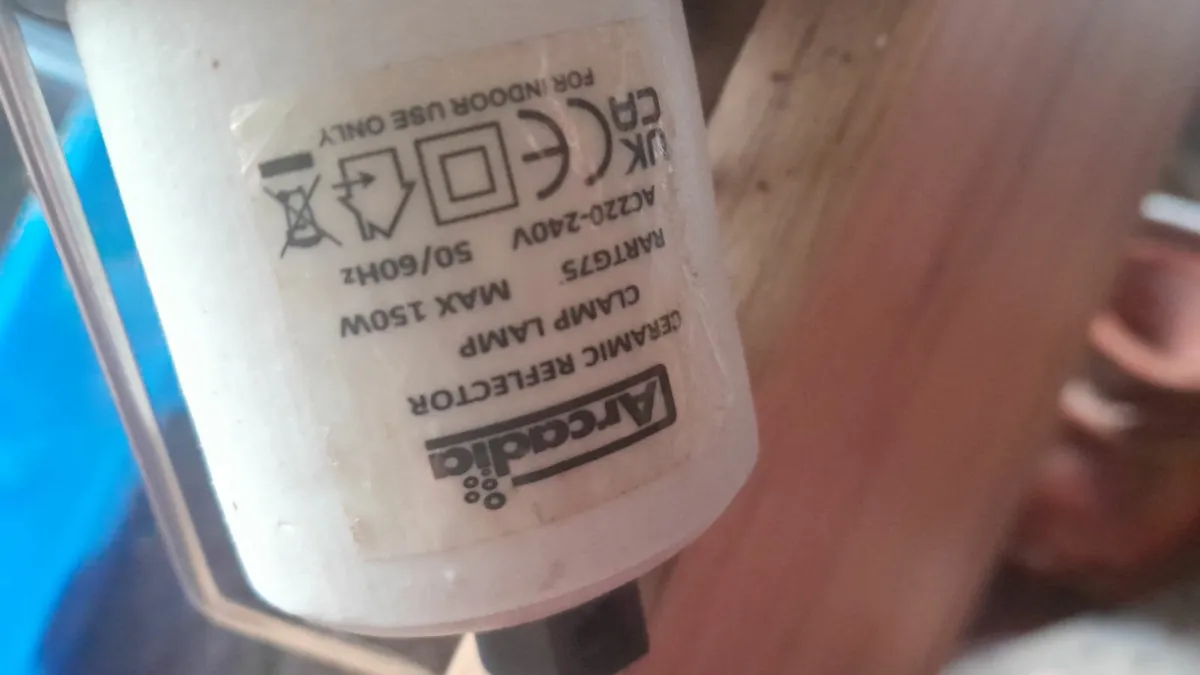 Russian/Horsefield Tortises - Image 3