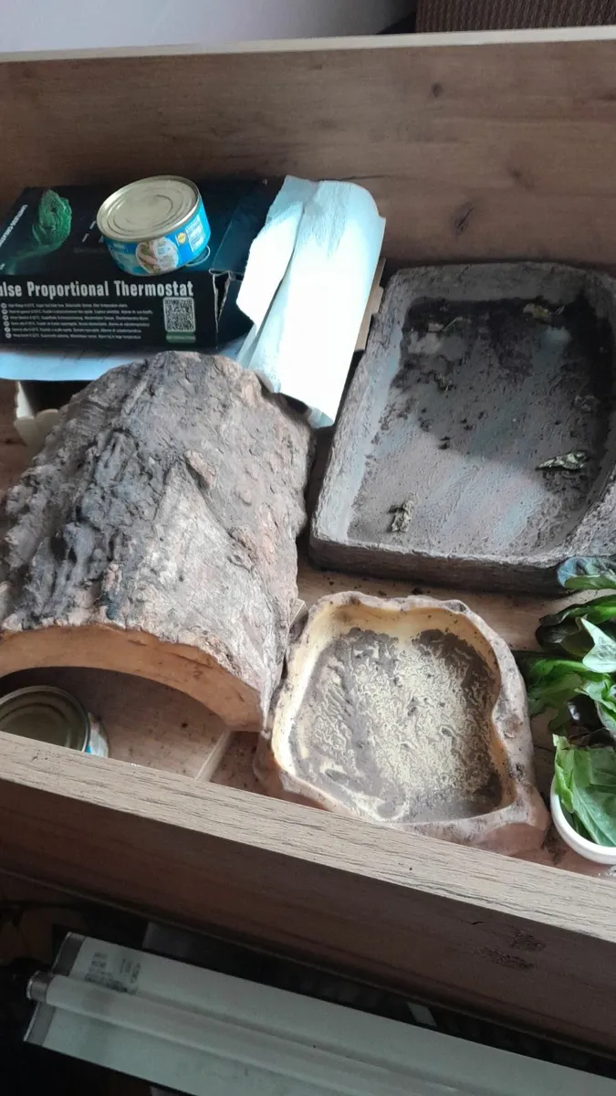 Russian/Horsefield Tortises - Image 4