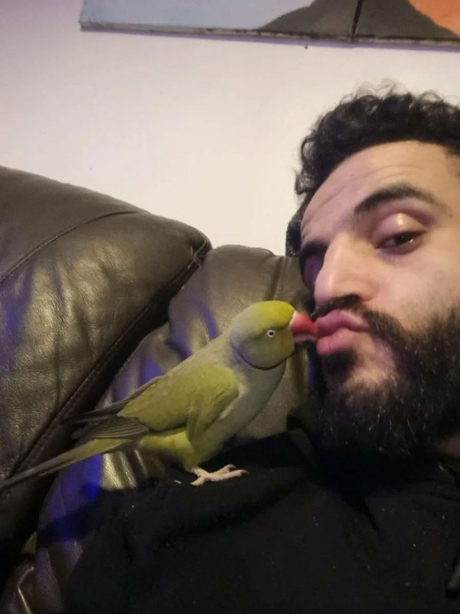 Indian ring neck - Image 1