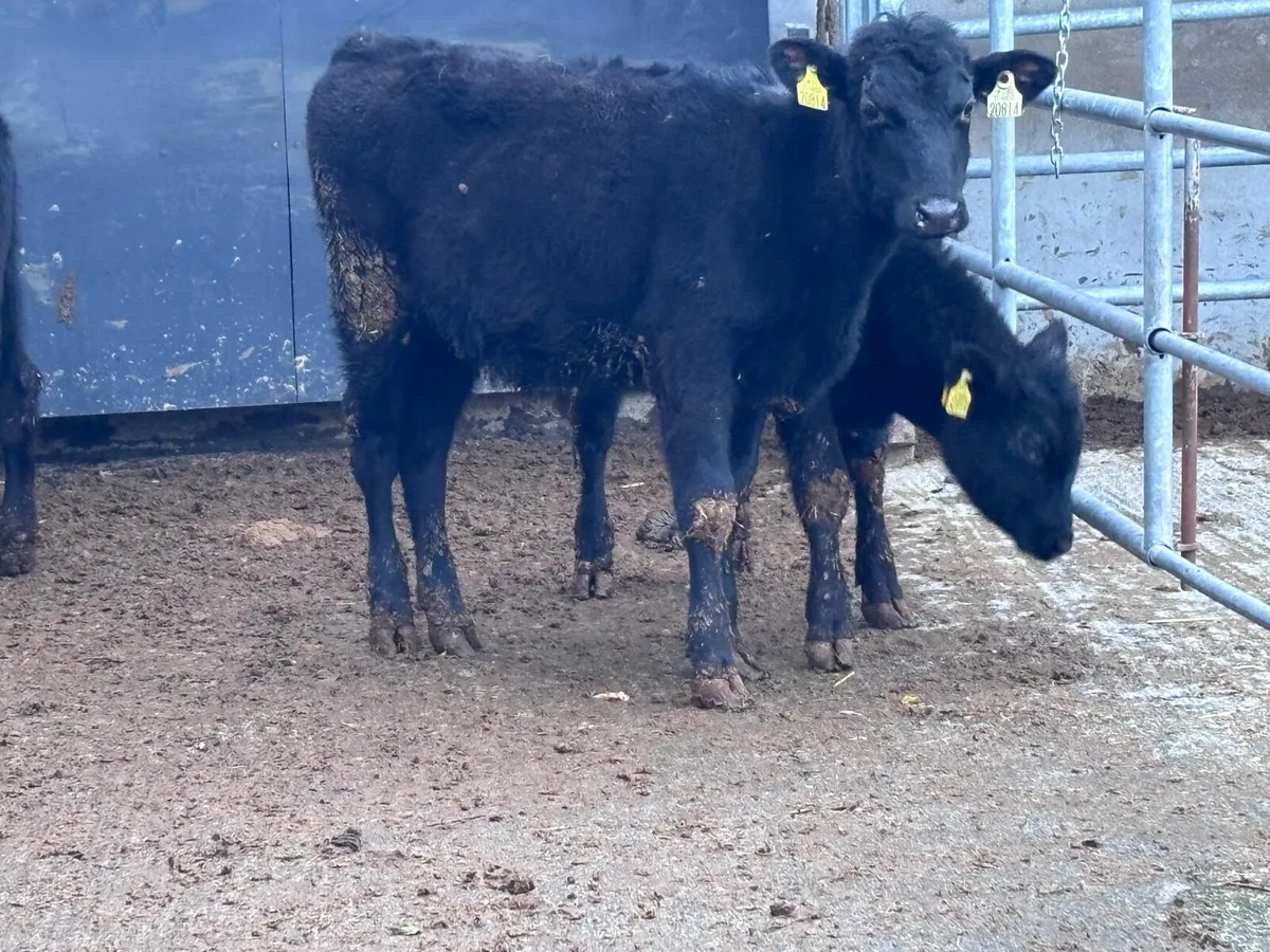 3 Aberdeen Angus Weanlings for sale @€890 - Image 2