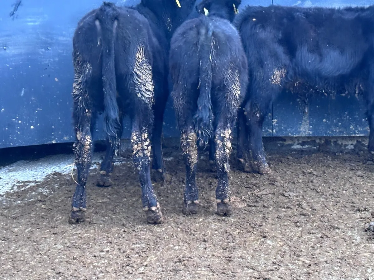 3 Aberdeen Angus Weanlings for sale @€890 - Image 3