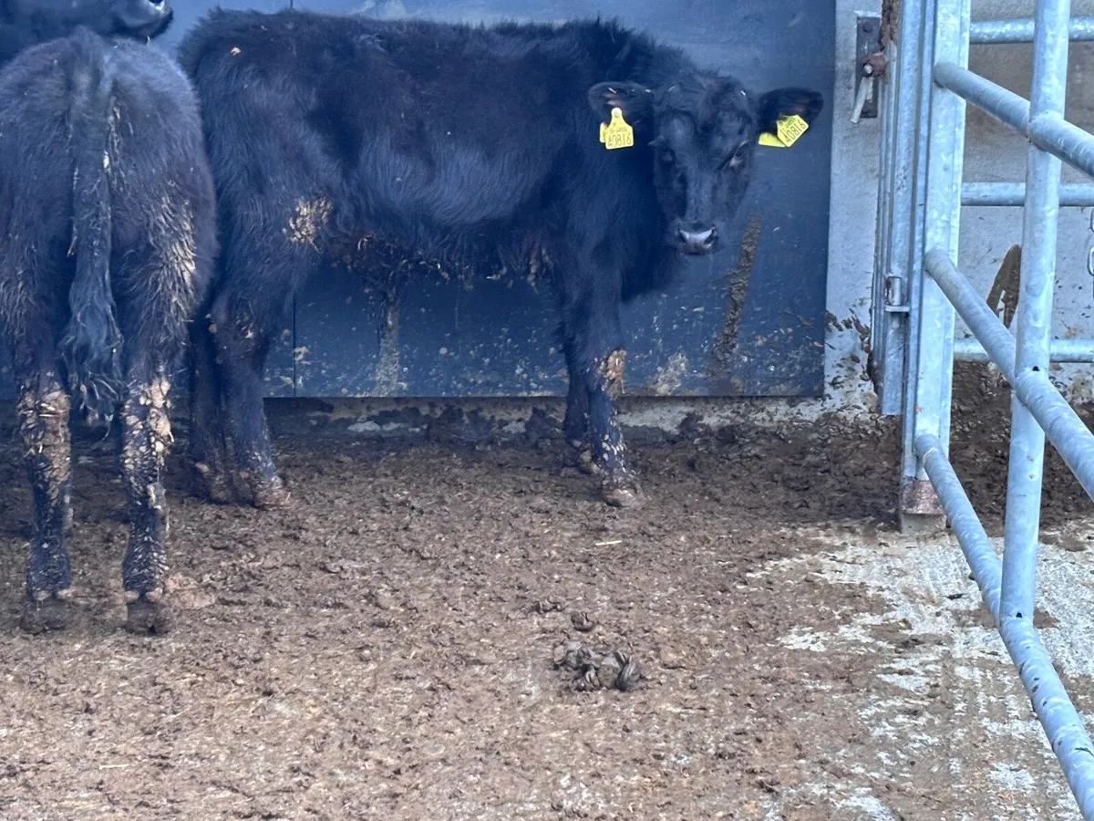 3 Aberdeen Angus Weanlings for sale @€890 - Image 4