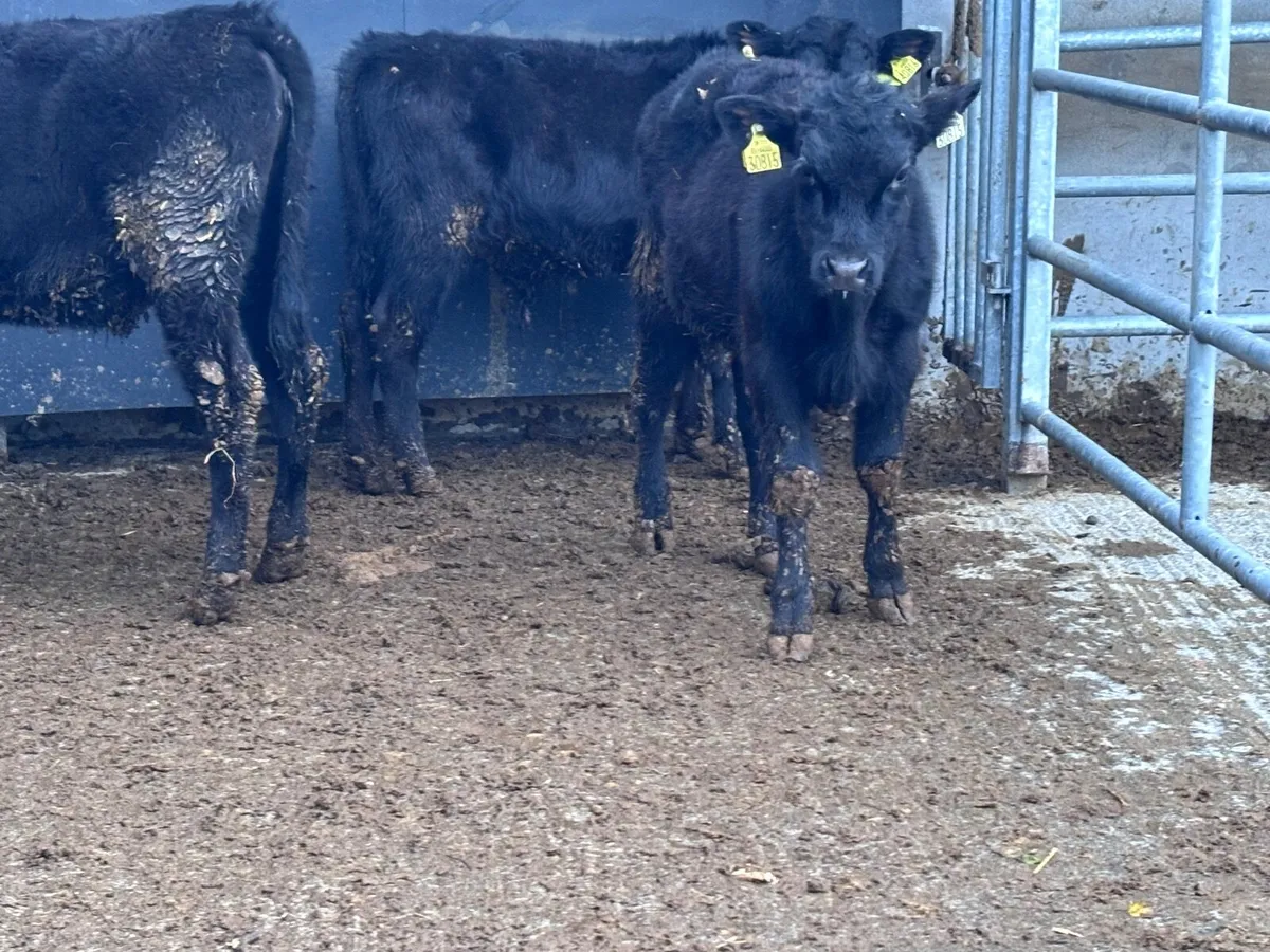 3 Aberdeen Angus Weanlings for sale @€890 - Image 1