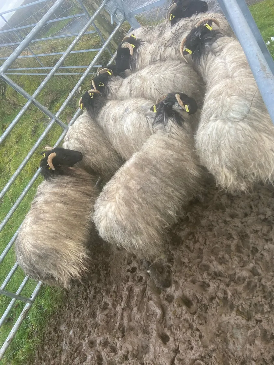 sheep - Image 1