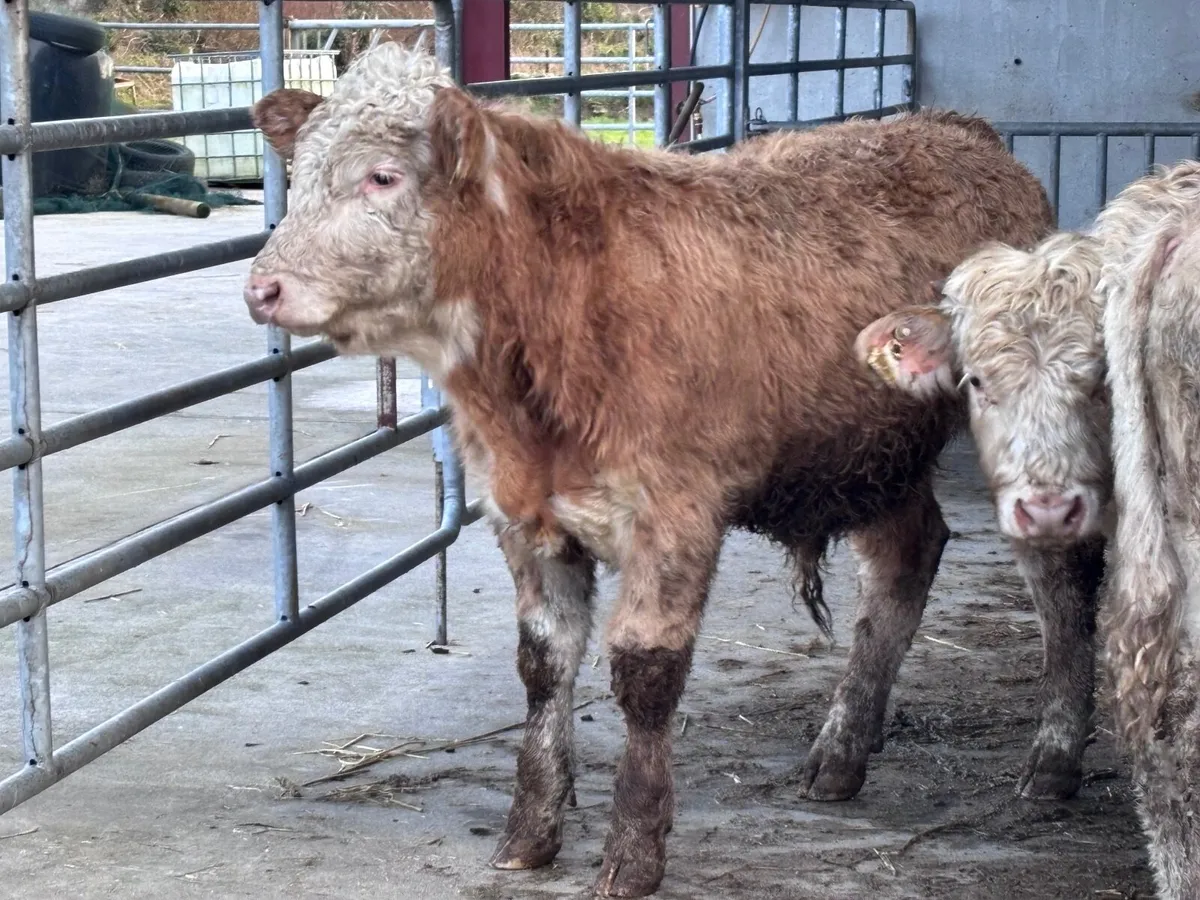 3 fully organic  Charlaois bull Weanlings for sale - Image 3